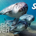 Pack Plus - Basic Diver